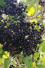 Elderberry Clippings (Only available March-May)
