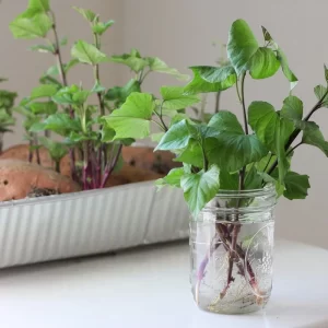Sweet Potato Slips (only available April-June)